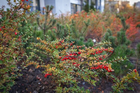 Autumn colored shrubs with red berries growing in courtyard flowerbed