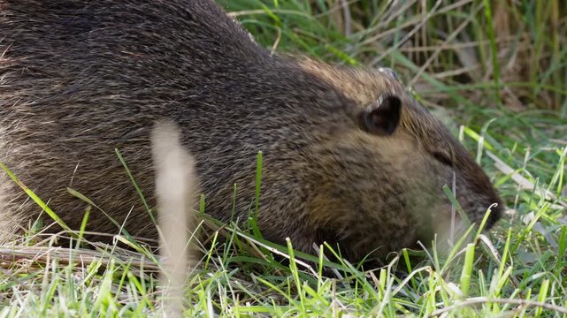 Close-up of a nutria happily munching on the green grass of the French Camargue countryside in the sunshine. As it does so, it glances to the right and left and runs through the short grass.