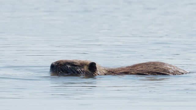 Close-up of a nutria swimming through the water. As it swims, it drinks water and searches for food at the same time. The animal lies completely flat in the water, making it very inconspicuous.