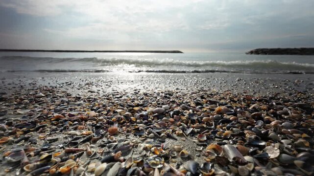 An ultra-wide shot of many seashells washed up on the beach, glistening in the sun. In the background, ocean waves crash onto the beach.