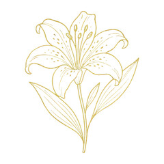 Obraz premium PNG Elegant gold lily illustration design.