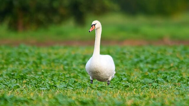Mute Swan Feeding in Green Rapeseed Field at Sunrise, Germany, 4K