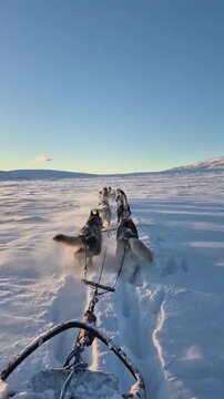 Siberian huskies pulling a sled across a vast snowy winter landscape in this motion video footage