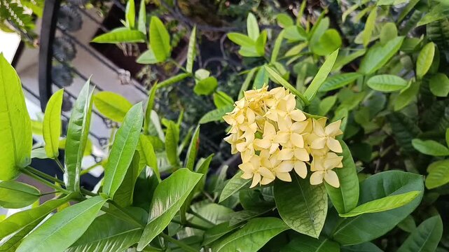 Close Up Of Yellow Ixora Flowers Blooming In Tropical Garden
