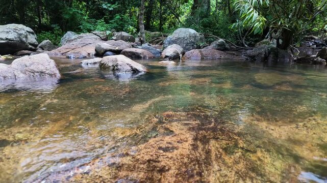 a stream running through a lush green forest