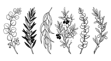  herb branches, botanical herbs, olive branches, eucalyptus branches, medicinal herbs, leaf illustrations, botanical line art, herb line drawings, plant branches, natural herbs © Service