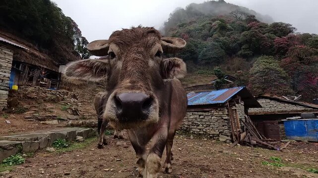 Close up of a curious water buffalo on a misty hillside at Ghorepani, Nepal