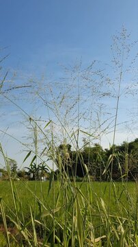 Close-up of tall wild grass (Megathyrsus maximus) swaying gracefully in the gentle breeze at the edge of a lush green rice field.