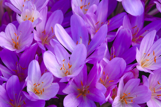 Full frame shot of purple crocus