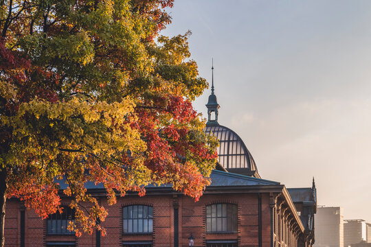 Germany, Hamburg, Autumn tree against Fischauktionshalle building