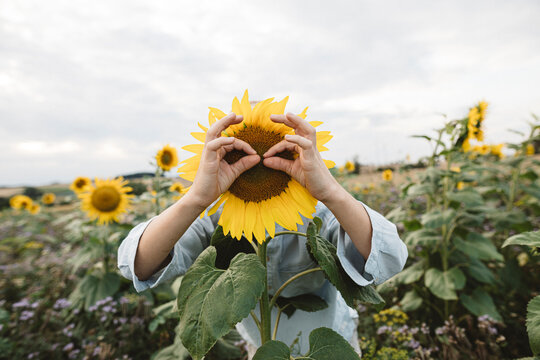Playful boy covering his face with sunflower in a field