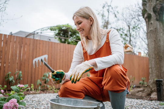 A smiling woman plants a blooming hydrangea in her spring garden