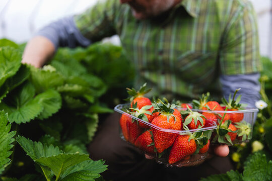 Freshly picking strawberries holding plastic bowls