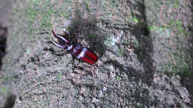 樹皮の上で激しく喧嘩をして相手を投げ飛ばすノコギリクワガタのオス