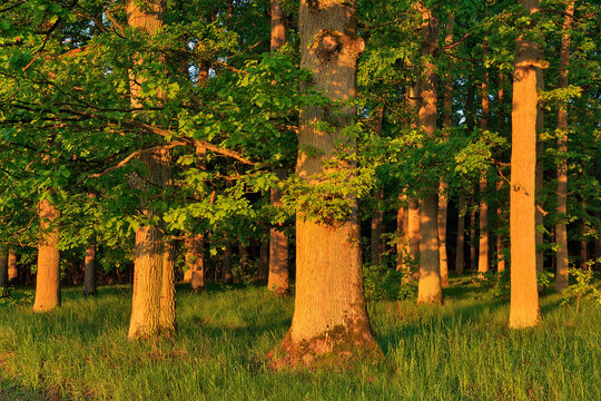 Early morning sun in forest on old oak trees, Bavaria, Germany