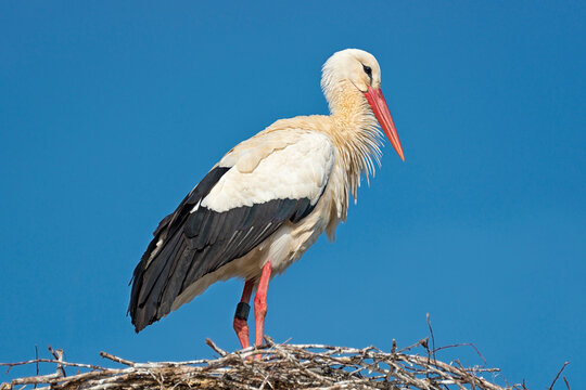 Germany, Baden-Wuerrttemberg, Lake Constance, Salem, white stork in nest