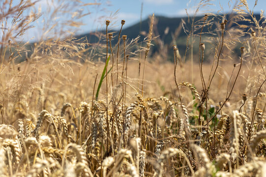 Wheat field
