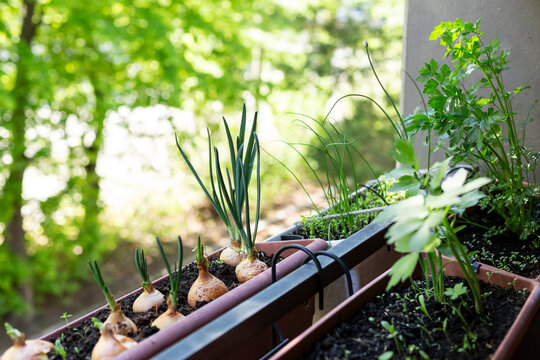 Welsh onions (Allium fistulosum) and various herbs growing in small balcony garden