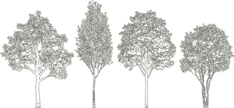 Set of four different deciduous trees