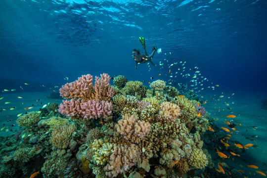 Egypt, Red Sea, Hurghada, teenage girl snorkeling at coral reef