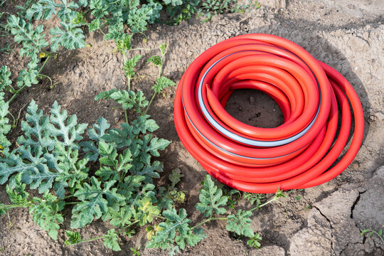 Coiled red garden hose on soil in a vegetable garden with watermelon plants
