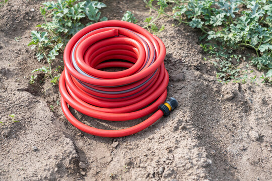 Coiled red garden hose with connector in vegetable garden ready for irrigation