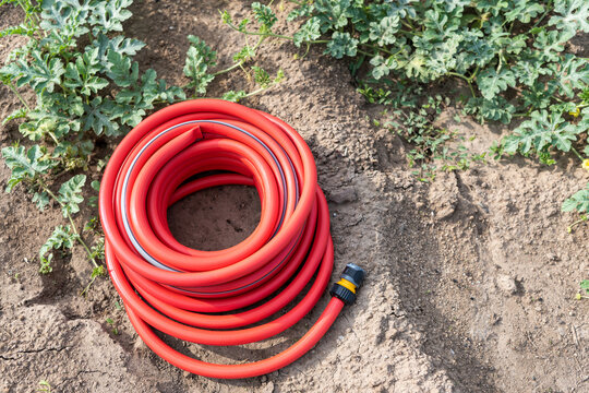 New red garden hose with connector on cultivated soil in a vegetable garden