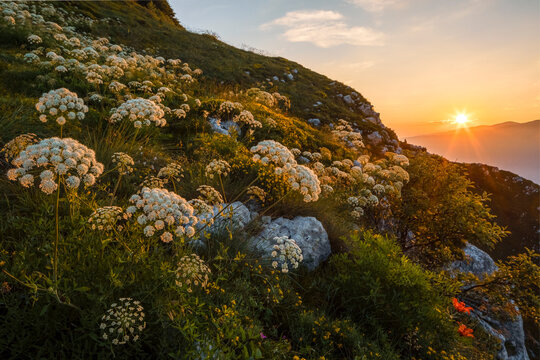 Wildflowers bloom on a rocky mountain slope at sunset, highlighting nature tourism at Monte Baldo Natural Park, Brentonico, Trentino, Veneto, Italy.
