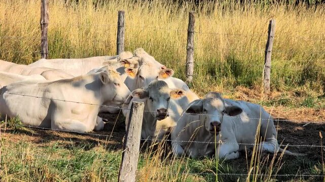 Group of white cows resting on a green prairie in shadow. The Charolais or Charolaise is a French breed of taurine beef cattle	