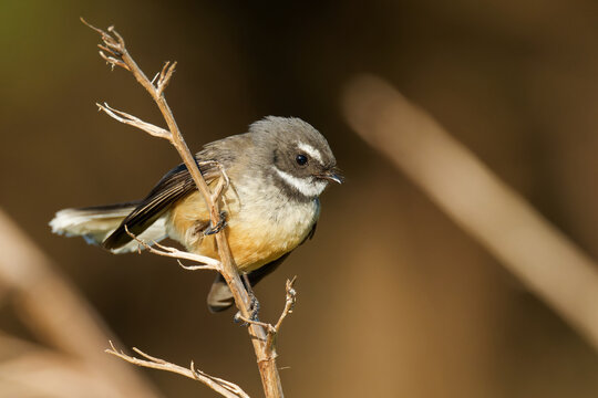 A fantail perched on branch