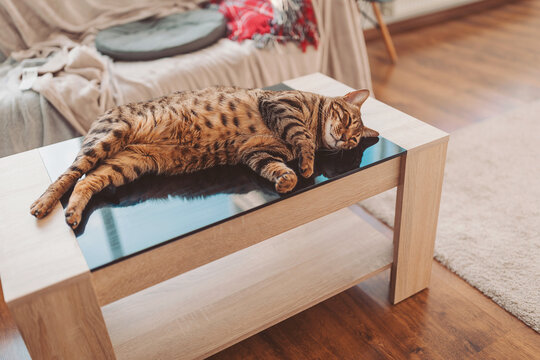 Cozy afternoon with a playful tabby cat napping peacefully on a sleek coffee table in a sunlit living room