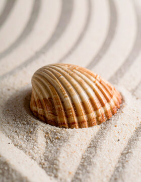 Concha de caracola marina sobre arena fina de playa tropical, concepto de turismo, bienestar, mindfulness, sostenibilidad, decoraci&oacute;n, spa, hoteles y viajes