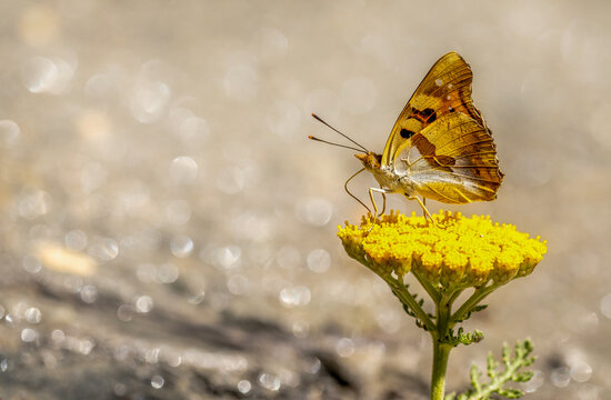 The Anatolian Prince butterfly (Thaleropis ionia) is seen on a yarrow plant in the Hakkari Dez Valley.