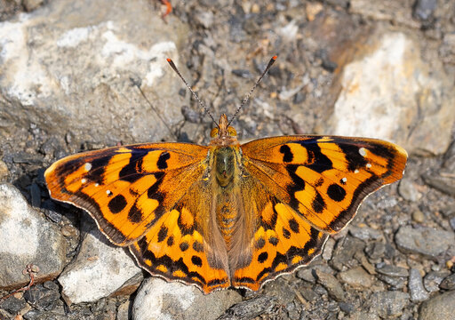 The Anatolian Prince butterfly (Thaleropis ionia) is seen on a yarrow plant in the Hakkari Dez Valley.