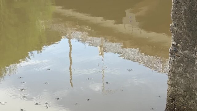 Water striders skating on the river surface creating circular ripples and reflections in Daegu, South Korea 소금쟁이