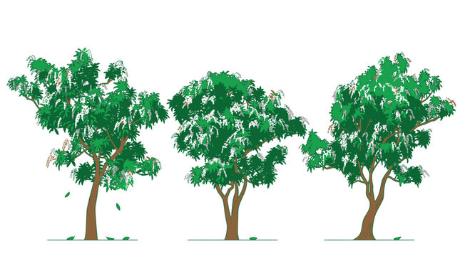 Conjunto de tres &aacute;rboles verdes ilustrados con estilo art&iacute;stico sobre un fondo blanco, ideales para dise&ntilde;o gr&aacute;fico, proyectos de arquitectura paisajista y elementos decorativos naturales.