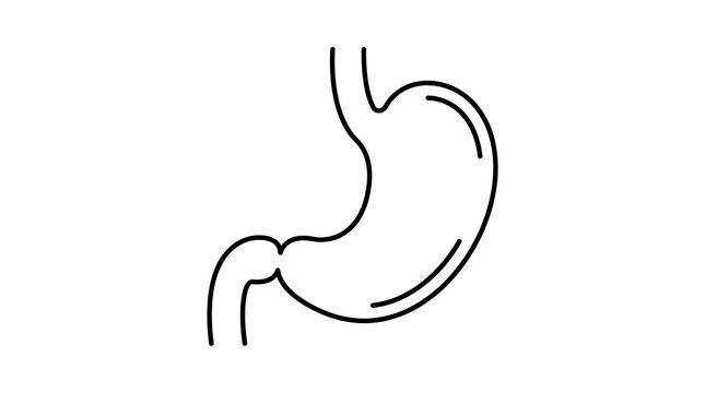 Minimalist vector illustration of human stomach clean black outline line art anatomically accurate stomach shape with visible esophagus and duodenum connection smooth precise vector strokes monochrome