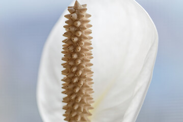 Fototapeta premium Close-up of white peace lily spadix and spathe in soft light.