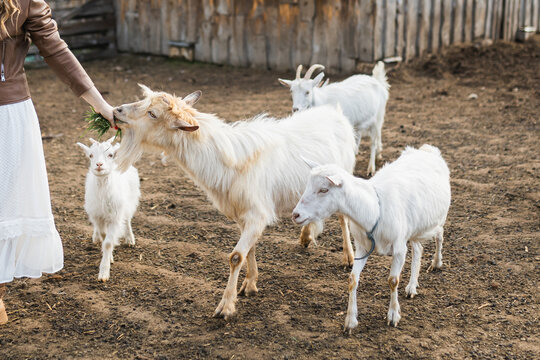 Woman feeding domestic white goats on an eco farm.