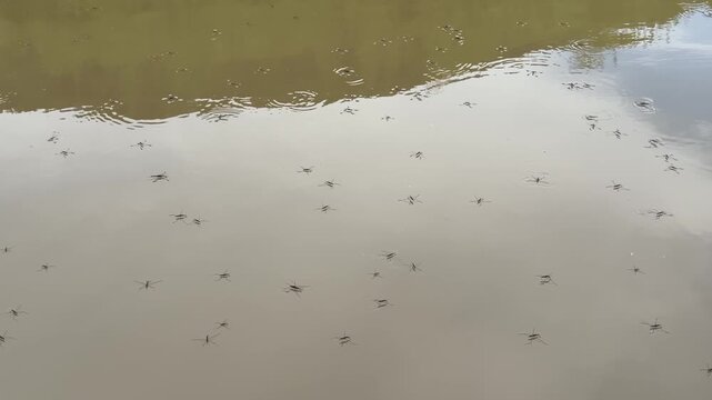 A large group of water striders gliding and skating across the calm river water surface in South Korea