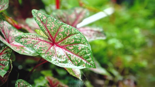 Close up of colorful caladium leaves with raindrops during a light rain, highlighting tropical garden beauty, fresh foliage, vibrant nature, botanical texture, rainy season, and natural background.