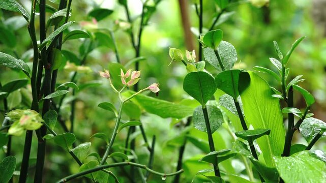 Close up of lush green tropical plants with fresh leaves covered in raindrops during light rain. Natural garden scenery featuring vibrant foliage, moisture, refreshing atmosphere.