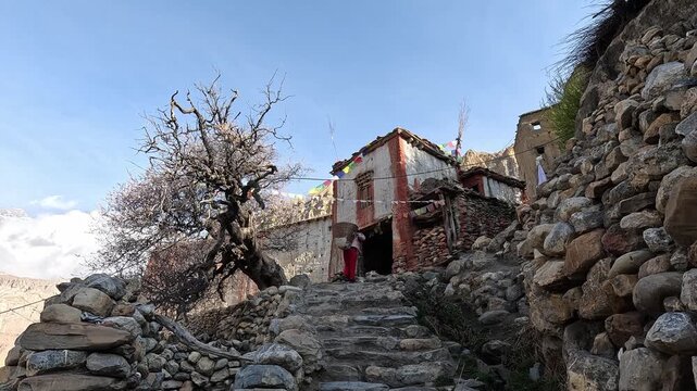 Women carrying basket walking up stone stairs towards red temple walls and blossom of apple tree. Tetang Village,  Upper Mustang, Nepal