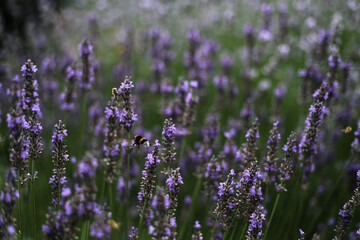 Lavender flowers with bumblebee collecting nectar © Samantha