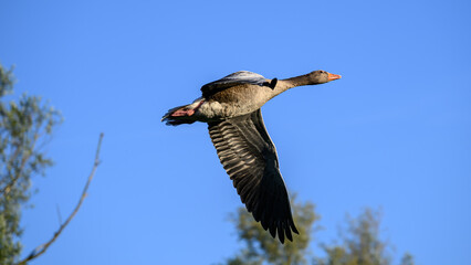 a gray goose in flight © Bernhard