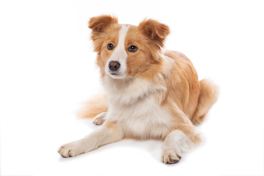 Border Collie lying isolated on white background 