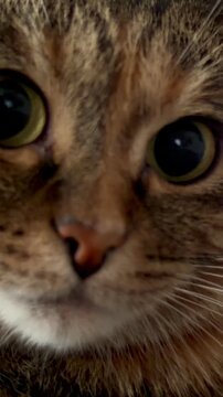 Extreme macro close up portrait of a cute surprised beloved tabby cat with huge wide open black pupils looking at camera. Emotional funny pet face expression. Animal care and domestic life concept.
