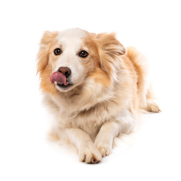 Lying border collie dog isolated on white background