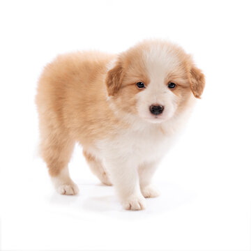 Border Collie puppy stanfing isolated on white background 