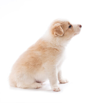 Border Collie isolated on white background 